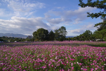 武庫川コスモス