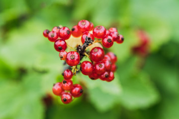 Ripe and juicy red currant berries on the branch. Selective focus. Shallow depth of field.