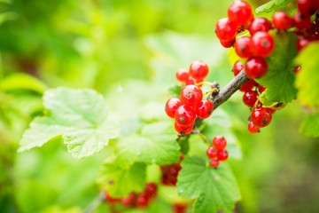 Ripe and juicy red currant berries on the branch. Selective focus. Shallow depth of field.