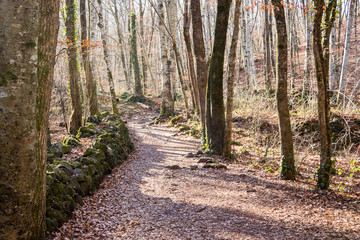 Obraz premium Trek path in the forest