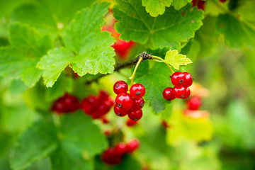 Ripe and juicy red currant berries on the branch. Selective focus. Shallow depth of field.