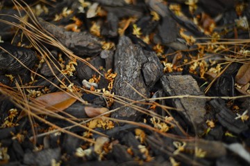 Bark with leaves 