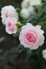 beautiful delicate pink roses in a greenhouse with greenery around