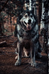 A grey husky sits in the forest among birches