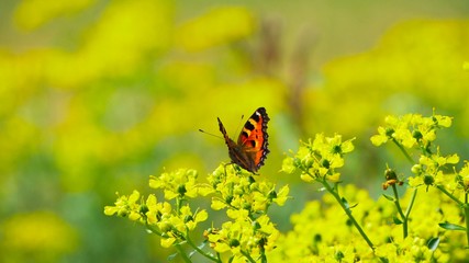 Beautiful butterfly collects nectar from a flower
