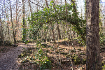 Trekking path in woods with hanging branches
