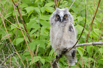 young owl on a branch