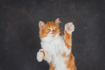 Fluffy ginger kitten on a dark gray background. Funny kitten raised up its paws.	