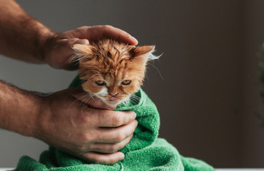 angry ginger kitten after a shower wrapped in a green towel. wet kitten after washing in human hands.