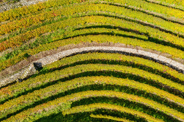 Valtellina (IT) - Terrace vineyard in the Bianzone area