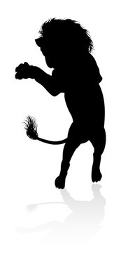 A male lion safari animal in silhouette