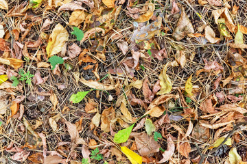 Forest floor with pine and spruce cones and needles, with dry foliage. Background image.