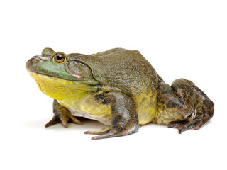 Bullfrog, Rana catesbeiana, isolated on white background