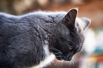 young British grey cat walks in the yard
