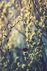 Blooming willow branch. Beautiful pussy-willow flowers. Selective focus.