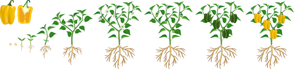 Life cycle of pepper plant. Growth stages from seed to flowering and fruiting plant with ripe yellow peppers isolated on white background