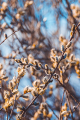 Blooming willow branch. Beautiful pussy-willow flowers. Selective focus.