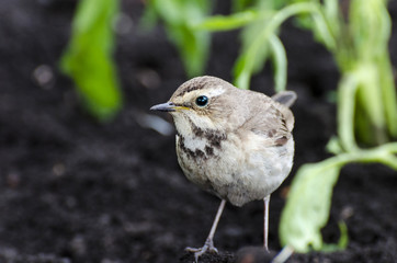 bluethroat close-up