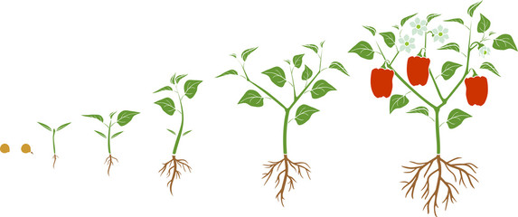 Life cycle of pepper plant. Growth stages from seed to flowering and fruiting plant with ripe red peppers isolated on white background