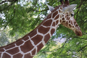 close up of a giraffe