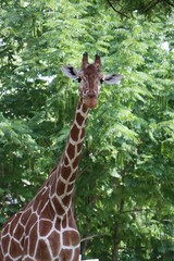 Giraffe 