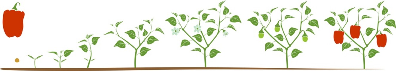 Life cycle of pepper plant. Growth stages from seed to flowering and fruiting plant with ripe red peppers isolated on white background