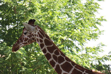 Giraffe 