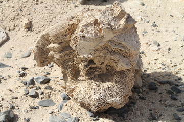 corail fossile