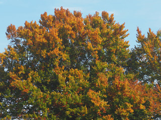 Bl&auml;tterfall - bunte Buchenb&auml;ume im Herbst