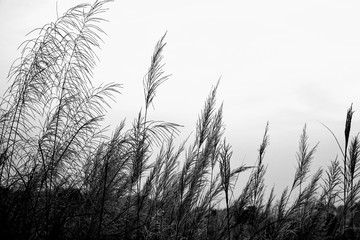 grass and sky
