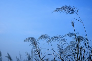 grass and sky