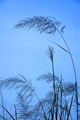 grass and sky