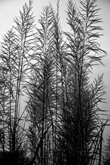 trees in fog