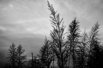 silhouette of a tree