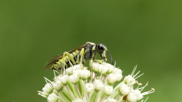 Macro insecte sur une fleure
