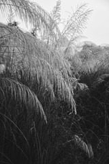 trees in winter
