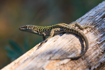 Adriatic Reptile