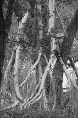 Fototapeta na wymiar trees in winter forest