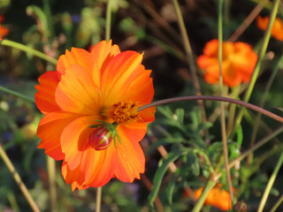 A variety of orange flowers