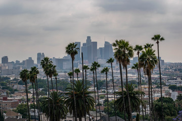 View of Los Angeles, CA with palm trees and moody sky