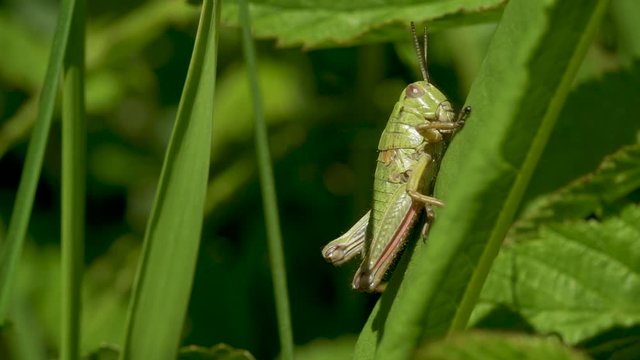 Grillons, sauterelle, insecte en macro