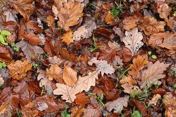 Brown autumn leaves lie on the ground