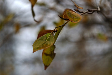 the branch with the surviving leaves in late autumn