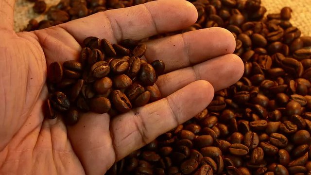 Roasted coffee beans on hand, barista Are carefully selected in the morning.Slow motion 