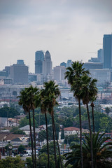 Obraz na płótnie Canvas View of Los Angeles, CA with palm trees and moody sky