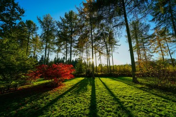 Naklejka premium path in the park