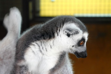 monito primate