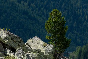 Stone pine growing near a rock on a sunny day in summer