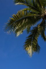 Fototapeta na wymiar Palm tree with blue sky in Miami Beach