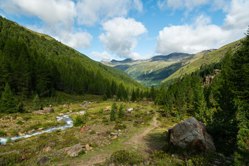 Cattle near a small creek in the alps on a sunny day in summer